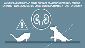 MANTIENE LA FUNCIÓN RENAL